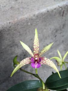 <i>Dendrobium</i> Peppard