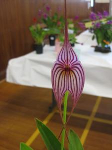 Masdevallia Lightning Stripes