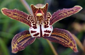 Cymbidium Arachnid