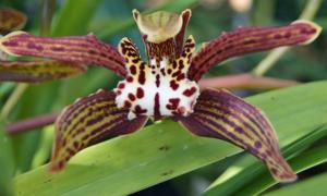 Cymbidium Arachnid