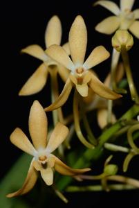 Vanda Twinkle