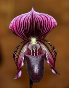 Paphiopedilum Clubber Lang