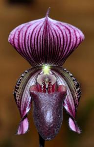 Paphiopedilum Clubber Lang