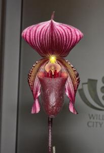 Paphiopedilum Clubber Lang