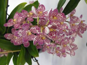 Sarcochilus Serenade