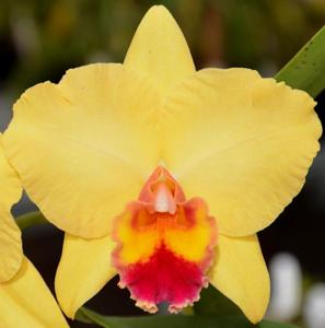 Cattleya Life's Melody