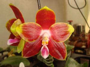 Phalaenopsis Yaphon Goodboy