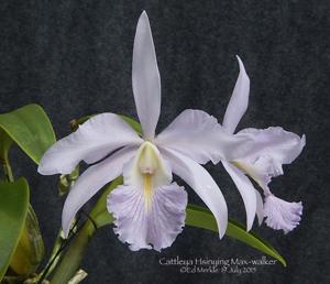 Cattleya Hsinying Max-walker