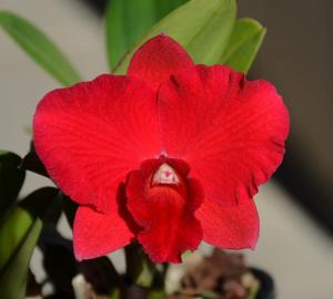 Rhyncholaeliocattleya Loud Nine