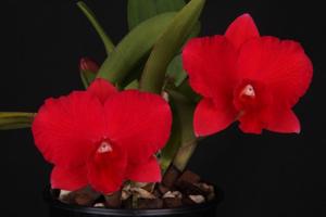 Rhyncholaeliocattleya Loud Nine