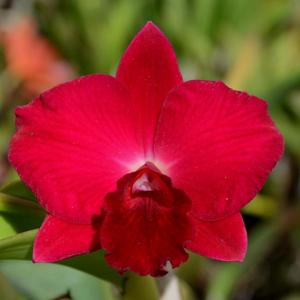 Rhyncholaeliocattleya Loud Nine