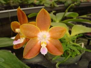 Phalaenopsis Yaphon Surprise Happiness