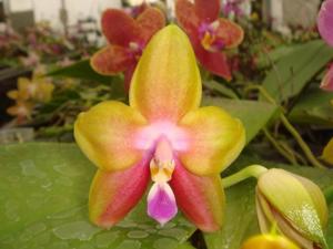 Phalaenopsis Yaphon Surprise Happiness