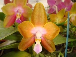 Phalaenopsis Yaphon Surprise Happiness