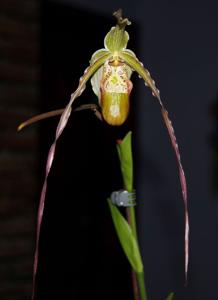 Phragmipedium Leslie Garay