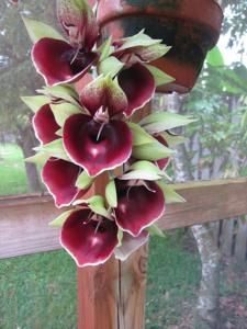 Catasetum Mark's Red Hermosa