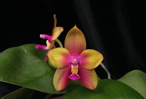 Phalaenopsis Blue Ridge Dragon