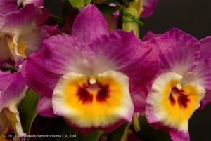 Dendrobium Charm Lady