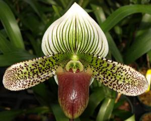 Paphiopedilum Fred's Moon