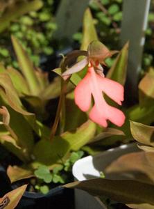 Habenaria Tracey