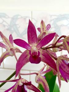 Dendrobium Binh-Ba