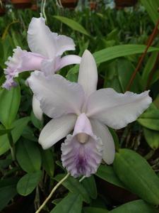 <i>Cattleya</i> Emeline LCDO