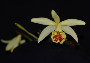 Pleione confusa