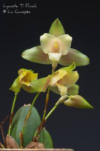 Lycaste Ti Punch