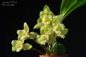 Lycaste Ti Punch