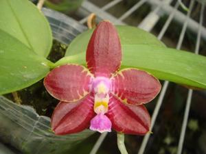 Phalaenopsis Zheng Min Tyrannosaurus