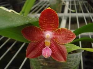 Phalaenopsis Zheng Min Tyrannosaurus