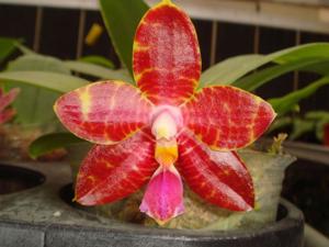 Phalaenopsis Zheng Min Tyrannosaurus