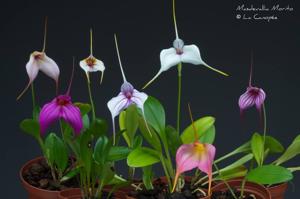 Masdevallia Morito