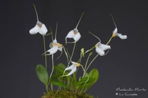 Masdevallia Morito