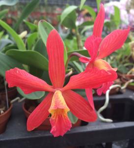 Cattleya Louise LCDO