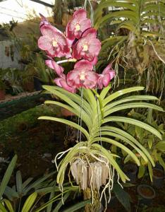 Vandachostylis Kiangchai