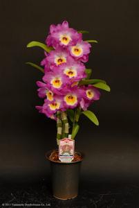 <i>Dendrobium</i> Noble Smile
