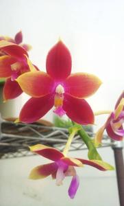 Phalaenopsis Yaphon Oh Mygod