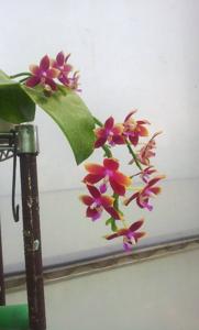 Phalaenopsis Yaphon Oh Mygod