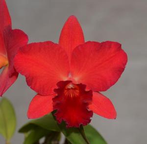 Rhyncholaeliocattleya Blast Furnace