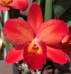 Rhyncholaeliocattleya Blast Furnace