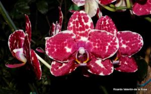 <i>Phalaenopsis</i> I-Hsin Adzuki Bean