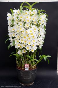 Dendrobium White Memory