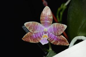 Phalaenopsis Wilson Tobia