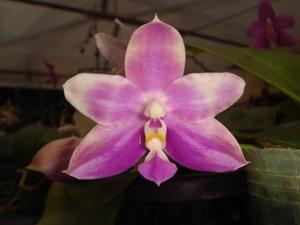 Phalaenopsis Chienlung Red King