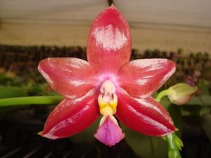 Phalaenopsis Chienlung Red King