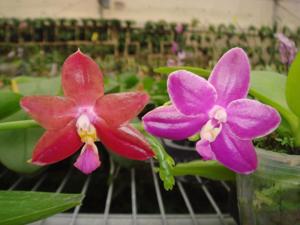 Phalaenopsis Chienlung Red King