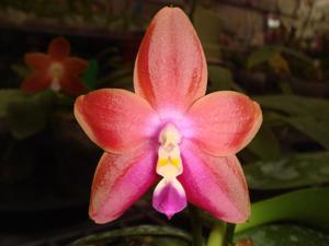 Phalaenopsis Chienlung Happy Girl