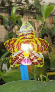 Phalaenopsis Yaphon Giglacea