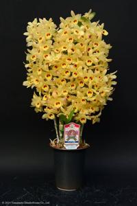 Dendrobium Spring Gold